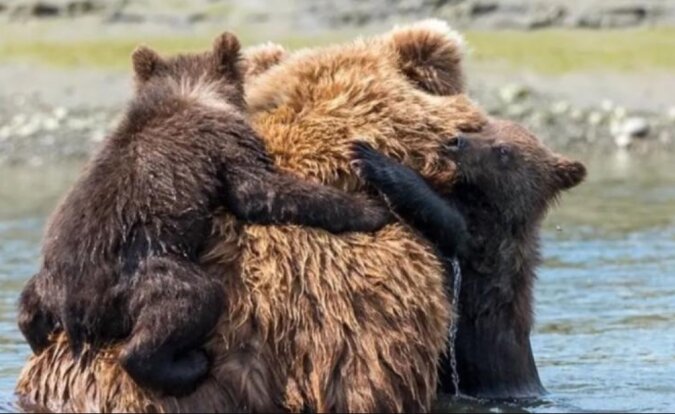 Die Bärin konnte die Bärenjungen nicht vor dem kalten Wasser retten und die Fischer kamen zu Hilfe
