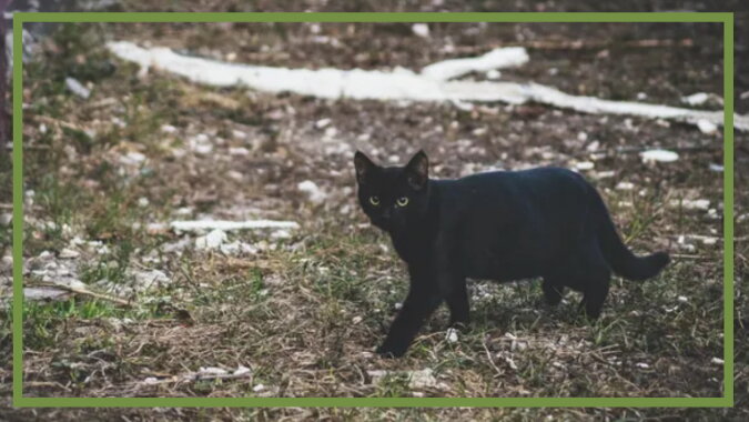 Eine schwarze Katze. Quelle: goodhouse
