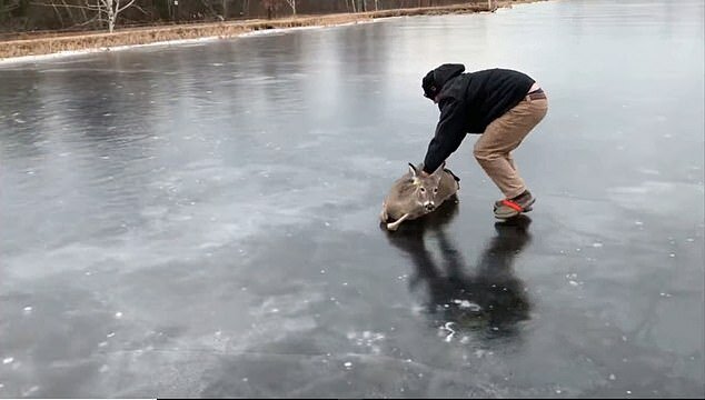 "Rutschiger Hang": Ein Mann half einem Rehkitz, zum Ufer eines zugefrorenen Sees zu gelangen, weil es auf dem Eis nicht laufen konnte