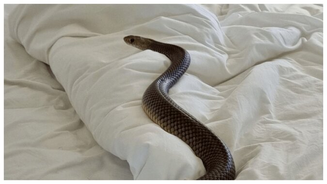 Giftschlange im Bett. Quelle:Zachery's Snake and Reptile Relocation 