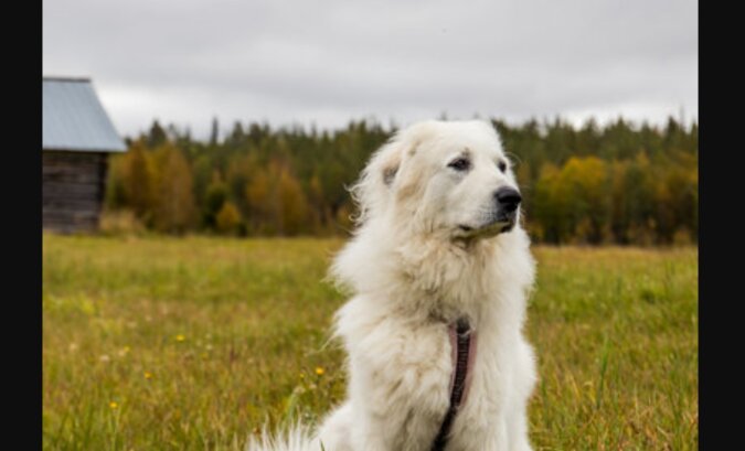 Stadtbewohner bringen Stöcke zum 100 Jahre alten Hundedenkmal: dazu gibt es einen triftigen Grund