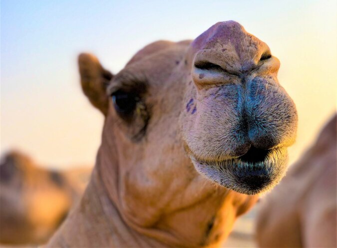"Unerwarteter Gast": Anwohner konnten filmen, wie ein Kamel ein Geschäft betrat, um einzukaufen