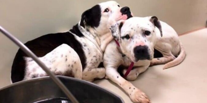 Hundetreue: zwei Hunde wollten das Tierheim nicht alleine verlassen und blieben für immer zusammen