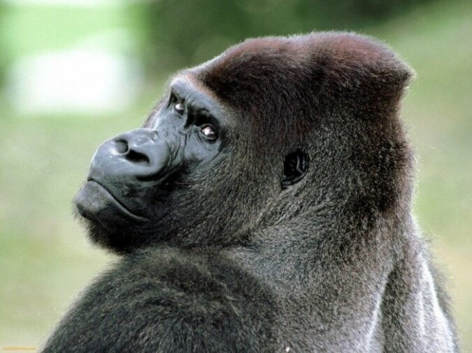 "Erste Hilfe": Der Gorilla beschloss, dem Vogel zu helfen, der in seine Voliere flog, Details