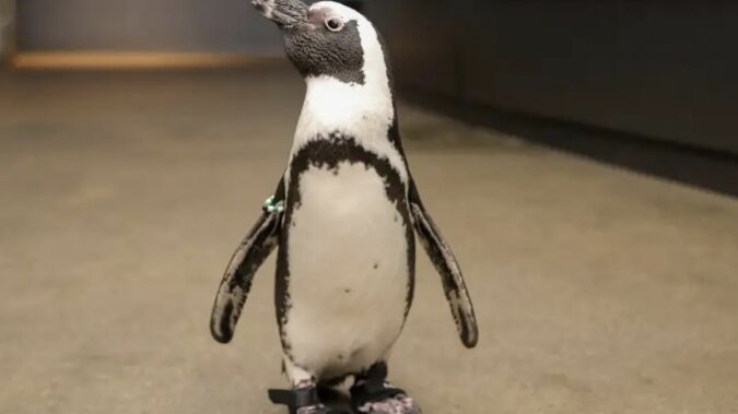 Ein weiblicher Pinguin in Sandalen. Quelle: focus.сom