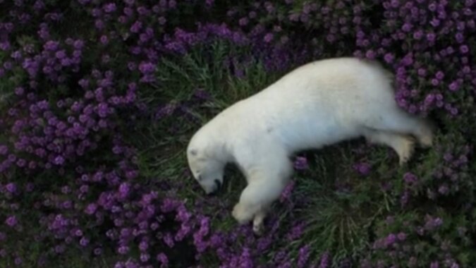 Ein Bär schläft in einem Blumenbeet. Quelle: Screenshot YouTube