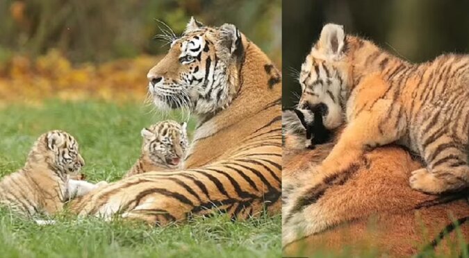 Tigerfamilie. Quelle: dailymail.co.uk