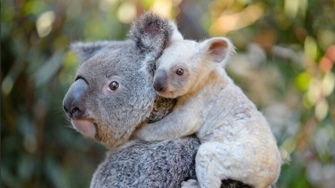 "Ich nehme alles mit": Ein entzückender Koala reist mit seinem Baby auf dem Rücken durch die Stadt