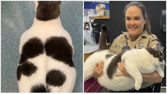 Die fetteste Katze der Welt namens Patches. Quelle: focus.сom