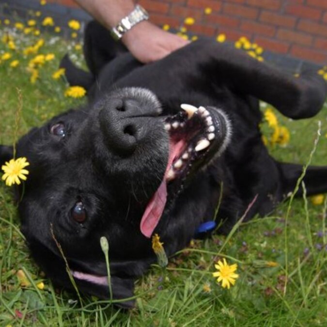 Durch sein Verschwinden half ein Hund seinem Besitzer, eine Geliebte