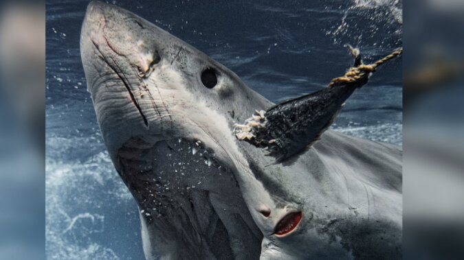 Der Hai greift zum Köder. Quelle: Instagram.сom