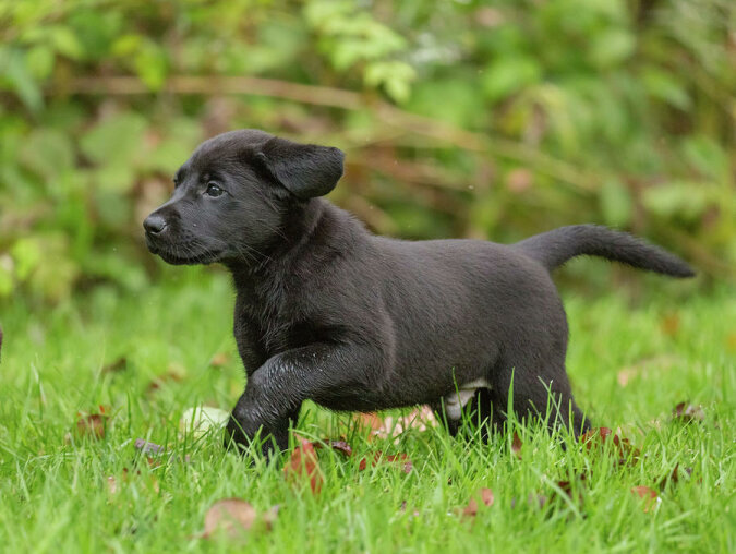 "Spiel mit mir": Der kleine Labrador freute sich über einen neuen Freund, bis er verstand, wer vor ihm stand