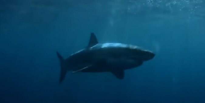 Ein Hai. Quelle: Screenshot YouTube