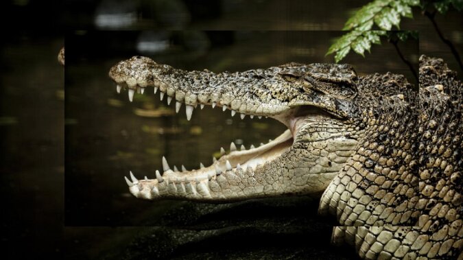 Krokodil. Quelle: dailymail.co.uk