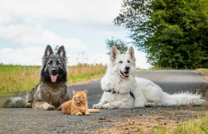 "Drei Musketiere": Wie ein gerettetes Kätzchen in einer Familie mit zwei Schäferhunden ein neues Zuhause fand
