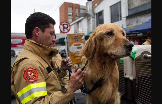 Jedes Jahr nimmt ein Feuerwehrmann gerettete Hunde nach Hause mit in Erinnerung an das Haustier, das er verloren hat