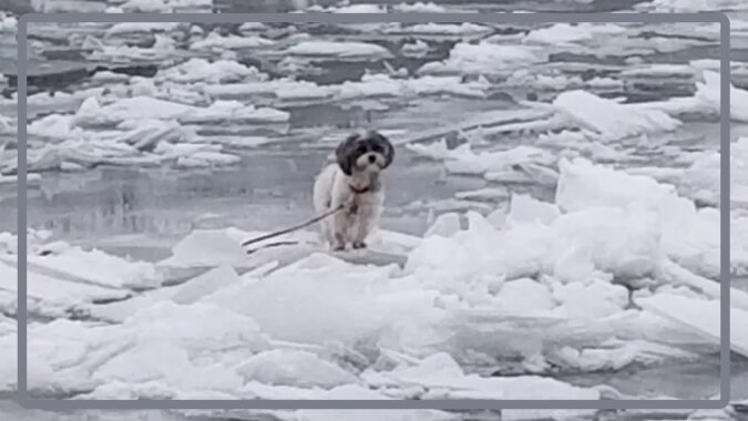 Der Hund auf dem Eis. Quelle: goodhouse.com