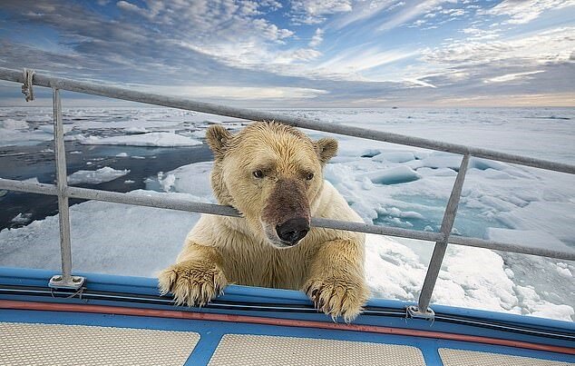 "Neugieriger Einheimischer": der Eisforscher wollte einen Eisbären fotografieren, und das Tier nahm es als Einladung an Bord an