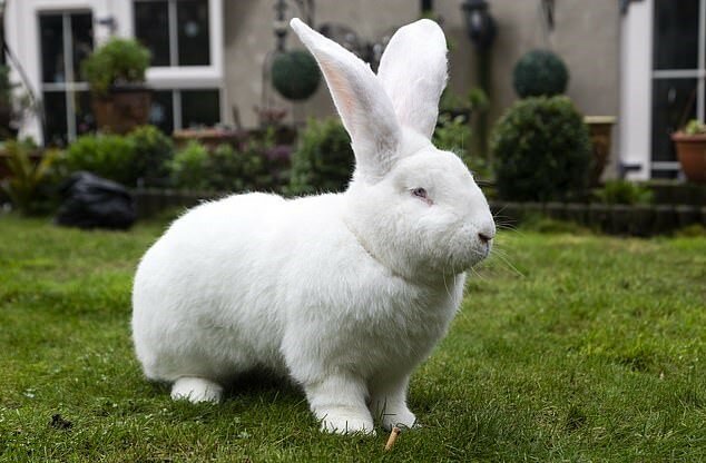 "Kaninchenkönig": Der Hase wiegt neun Kilogramm, daher mussten die Besitzer ihm ein separates Schlafzimmer geben