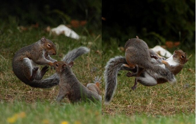Show von zwei Eichhörnchen. Quelle: dailymail.co.uk