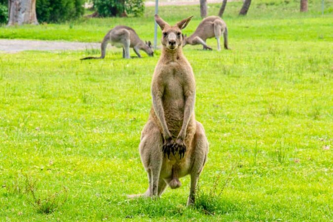 "Wer der Boss hier ist": Der Vater der Familie und das Känguru beschlossen, ihre Stärke zu messen, und brachten alle zum Lachen