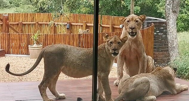 "Unerwartete Gäste": Der Mann fand sechs Löwen auf seiner Veranda, Details