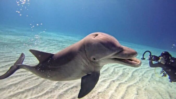 "Willkommen": Verspielter Delphin schwimmt um Taucher herum