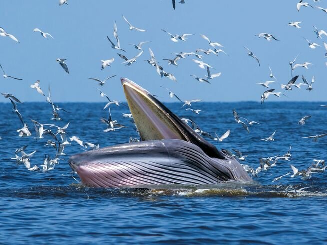 „Könige der Wellen“: ein paar Wale trainierten im Küstenbereich zusammen mit Surfern
