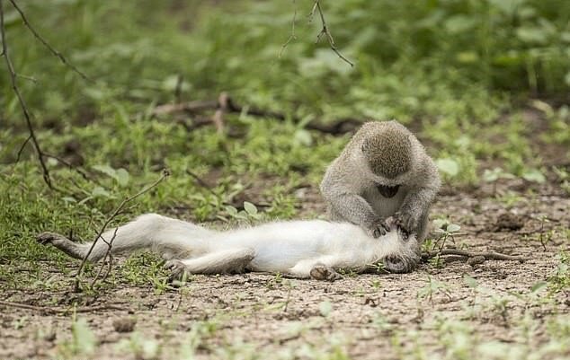 "Erste Hilfe": Der Fotograf hat festgehalten, wie ein Affe das Leben eines anderen rettet