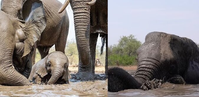 Die Elefanten. Quelle: dailymail.co.uk