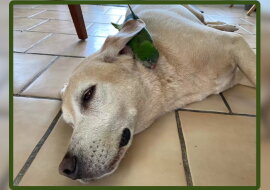 „Jetzt gibt es für den Hund nichts Wichtigeres“: Labrador rettete einen Papagei und wurde sein bester Freund