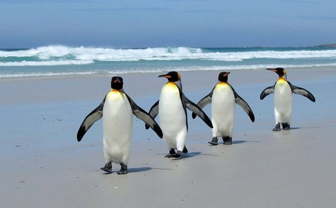 "Wie in dem Trickfilm Madagaskar": Vier Pinguine amüsieren sich nur zusammen, Details