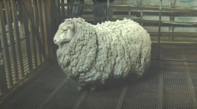 Das verlorene Schaf. Quelle: Screenshot YouTube