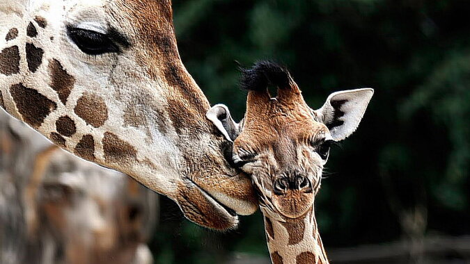 Rothschild-Giraffen. Quelle: Screenshot YouTube