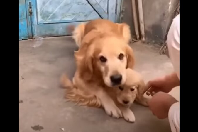 Hund und Welpe. Quelle: Screenshot YouTube