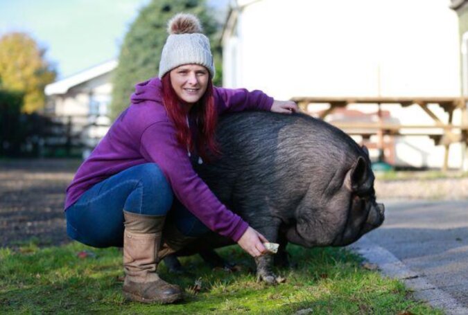 Als die Besitzerin ihr 200 Kilogramm schweres Schwein verließ, das Tier musste aus dem Wohnhaus gerettet werden
