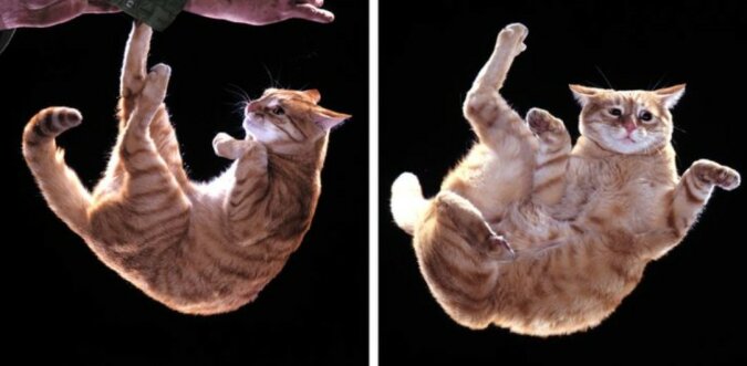 "Supermacht der Katzen": Wissenschaftler haben erklärt, wie Katzen es immer schaffen, auf ihre Pfoten zu landen