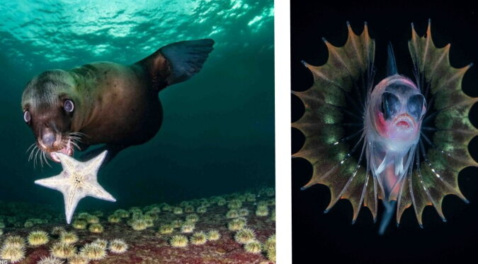 Schöne Kreaturen der Unterwasserwelt. Quelle: dailymail.co.uk