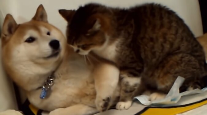 Katze und Hund. Quelle: YouTube Screenshot
