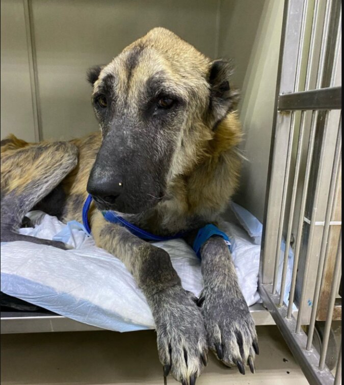 Es war schwer, einen Alabai in einem mageren Hund zu erkennen, aber die Freiwilligen erweckten ihn wieder zum Leben