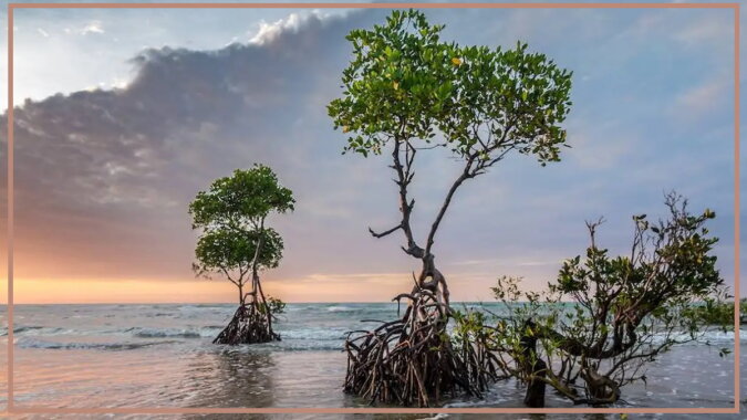 Mangroven. Quelle: travelask