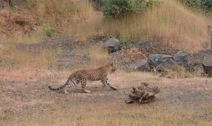 Ein Leopard fiel in einen Brunnen und konnte sich nicht mehr befreien: Spezialisten haben eine Rettungsaktion eingeleitet