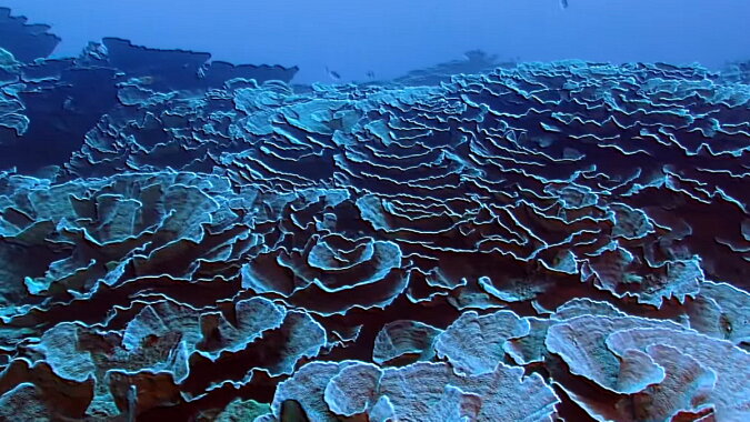 Ein einzigartiges Korallenriff. Quelle: Screenshot YouTube
