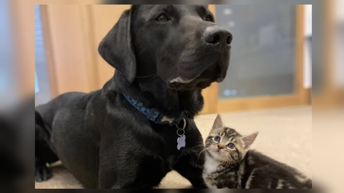 Ein Hund und ein Kätzchen. Quelle: goodhouse