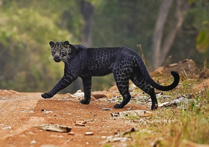 Glücklicher Moment: Der Fotograf hat es geschafft, das Bild von einem schwarzen Leoparden während der Jagd zu schießen
