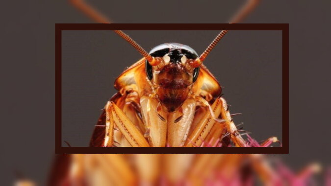 Eine Kakerlake. Quelle: pinterest