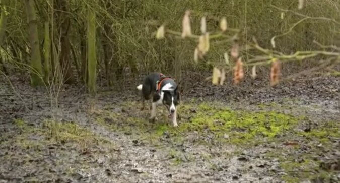 Der Hund, der Menschen rettet. Quelle: Screenshot YouTube