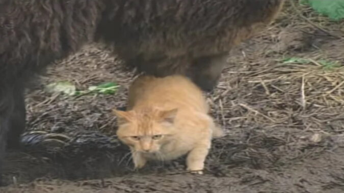 Die Katze und der Bär. Quelle: Screenshot YouTube