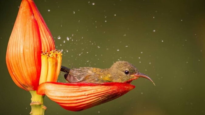 Ein Vogel badet im Blütenblatt. Quelle: ntdtv.com