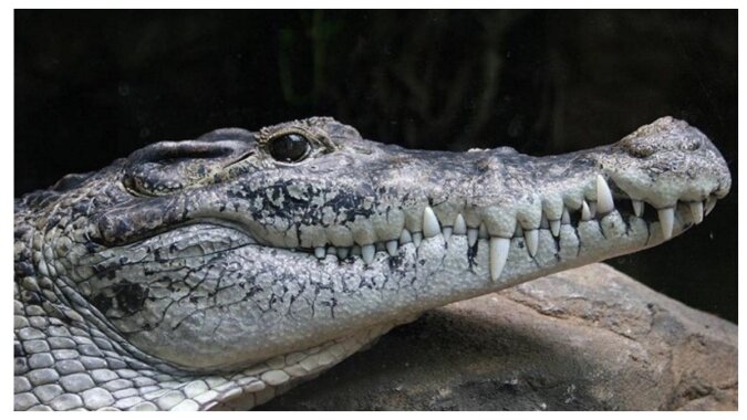 Auch Krokodile können dankbar sein. Quelle: pinterest.сom